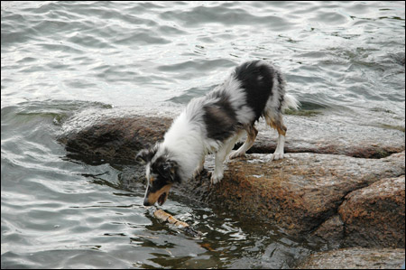 Vattenhunden