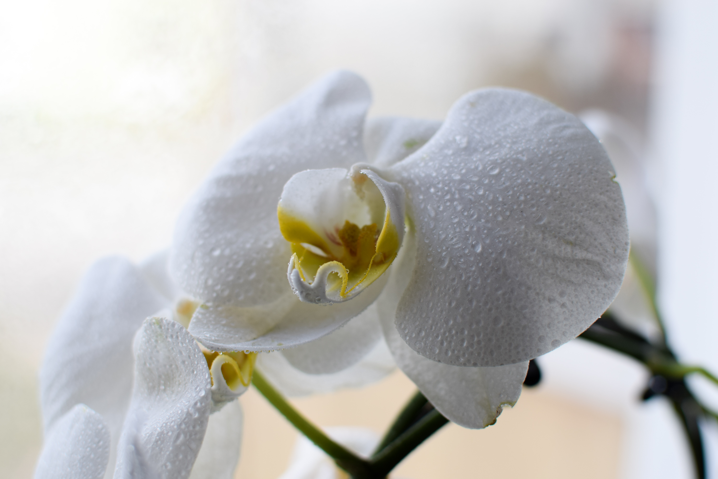 Orkidéerna blommar