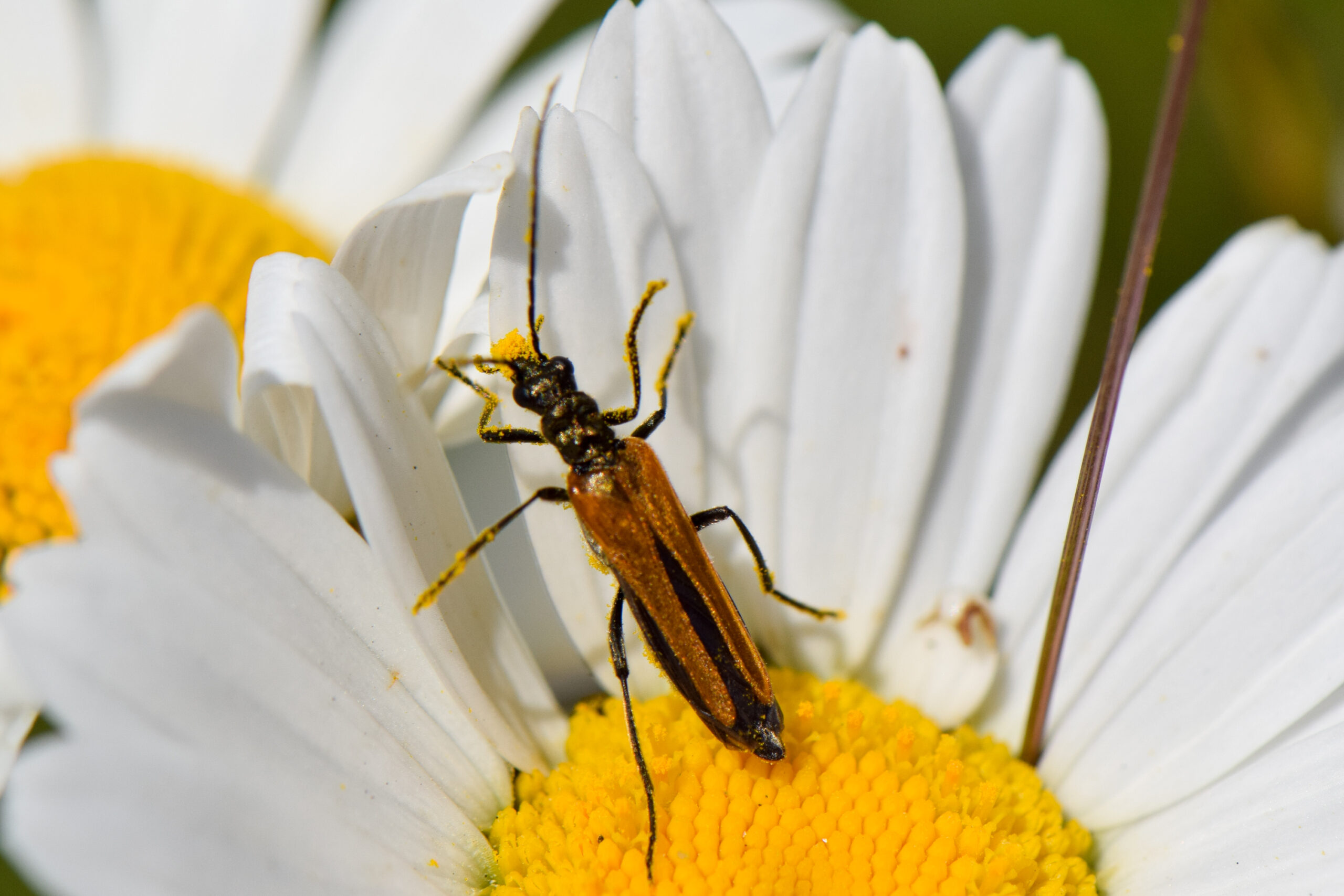 En vacker insekt (123/180)