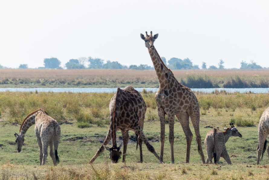 Svårfotograferade giraffer