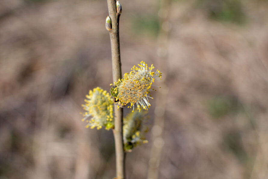 Pollensäsong (49/180)