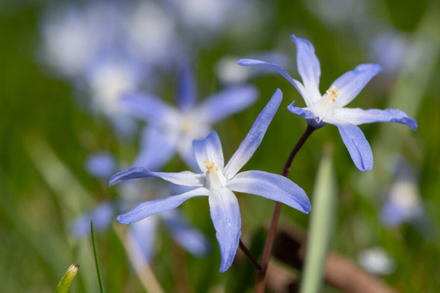 Eget tema: Längtans blåa blomma (60/183)