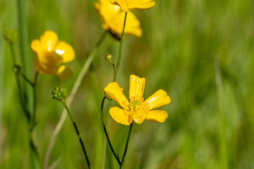 Smörblomma (119/183)