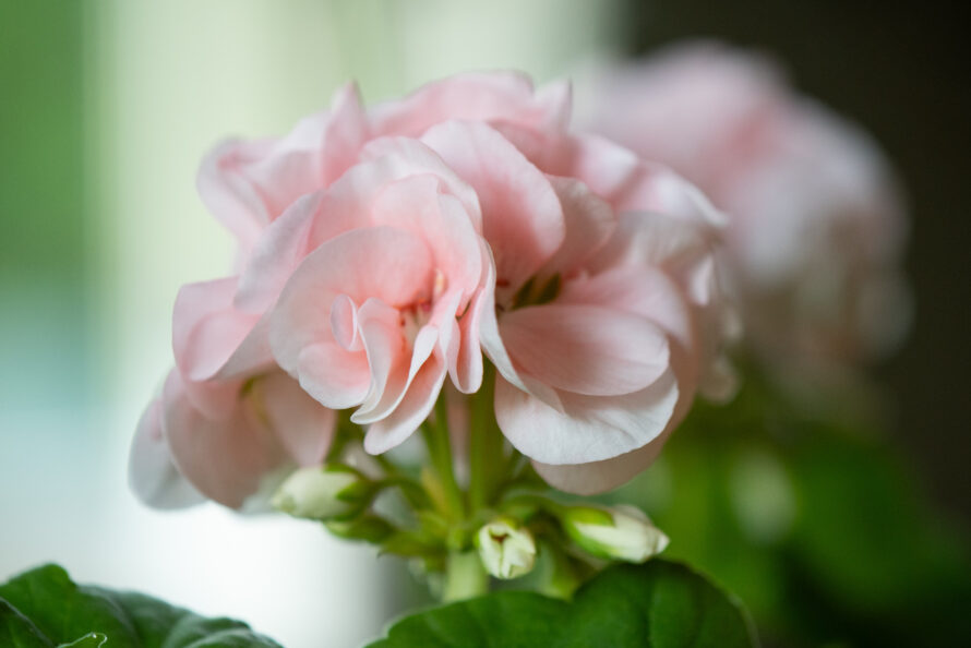 Pelargoner (81/182)