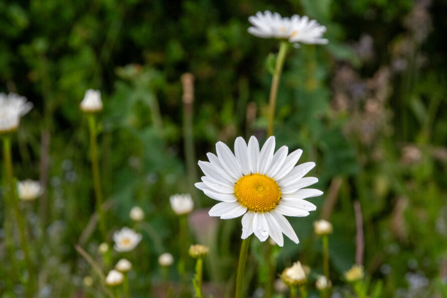 Eget tema: Försommarblommor (100/182)